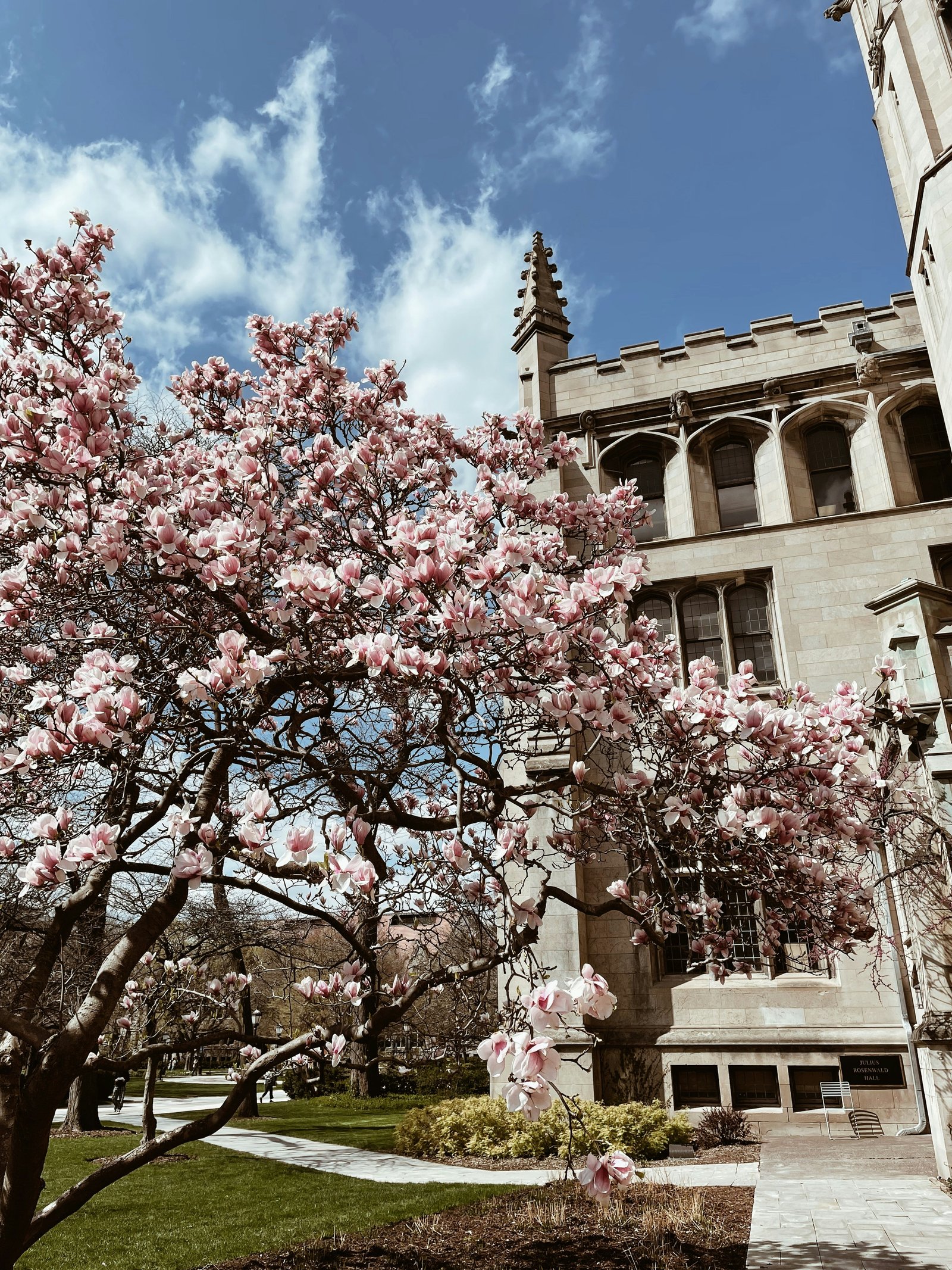 Magnolia blossom in front of a gothic teaching building